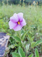 Lycianthes moziniana