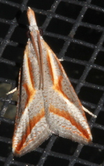 Arotrophora arcuatalis