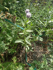 Cirsium arvense