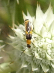 Belotus abdominalis