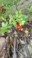 Vaccinium vitis-idaea