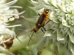 Belotus abdominalis