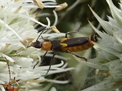 Belotus abdominalis