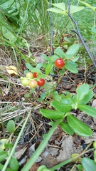 Vaccinium vitis-idaea