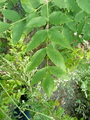 Fraxinus pennsylvanica