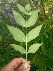 Fraxinus pennsylvanica