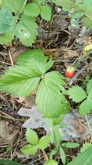 Fragaria vesca