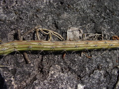 Selenicereus murrillii