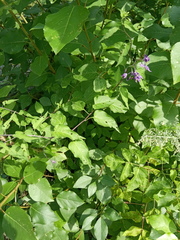 Solanum dulcamara