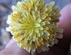 Agoseris grandiflora