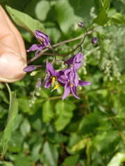 Solanum dulcamara