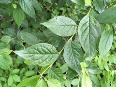 Cotoneaster villosulus
