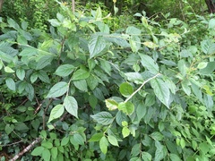 Cotoneaster villosulus