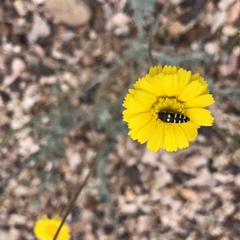 Acmaeodera alicia