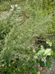 Artemisia absinthium