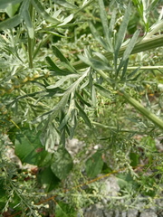 Artemisia absinthium