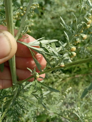 Artemisia absinthium
