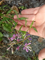 Chamaenerion angustifolium