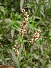 Persicaria maculosa