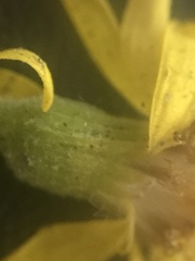 Packera ogotorukensis