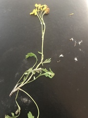 Packera ogotorukensis