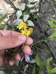 Packera ogotorukensis