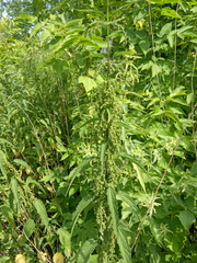 Urtica dioica