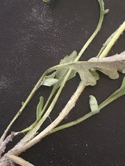 Packera ogotorukensis