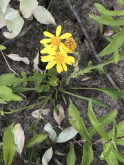 Packera ogotorukensis