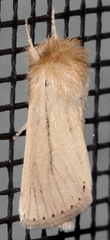 Bathytricha leonina