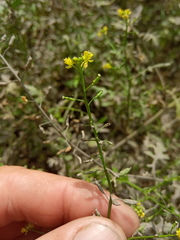 Rorippa palustris