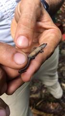 Sphaerodactylus klauberi