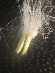 Packera ogotorukensis