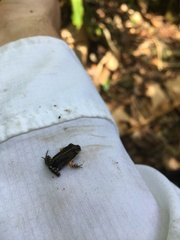 Leptodactylus albilabris