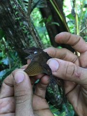 Anolis gundlachi