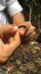 Sphaerodactylus klauberi