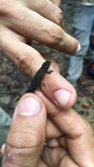 Sphaerodactylus klauberi