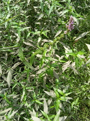 Stachys palustris