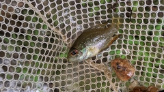 Enneacanthus gloriosus