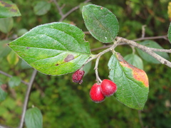 Cotoneaster zabelii