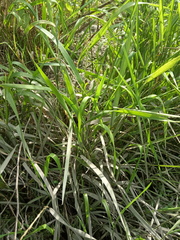 Elymus repens