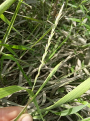 Elymus repens