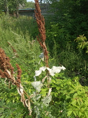 Rumex confertus
