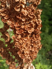 Rumex confertus