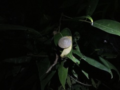Parthena acutangula