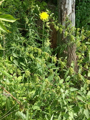 Sonchus arvensis