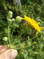 Sonchus arvensis