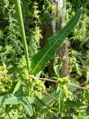 Sonchus arvensis