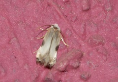 Opostegidae