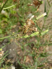 Lactuca tatarica